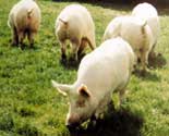 Bioschweine